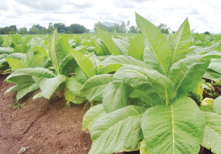 Better prices entice tobacco growers – The Times Group
