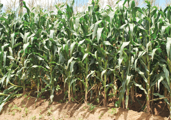 Focus on irrigation, government urged – The Times Group