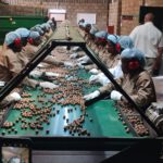 Malawi's Macadamia production projected to rise