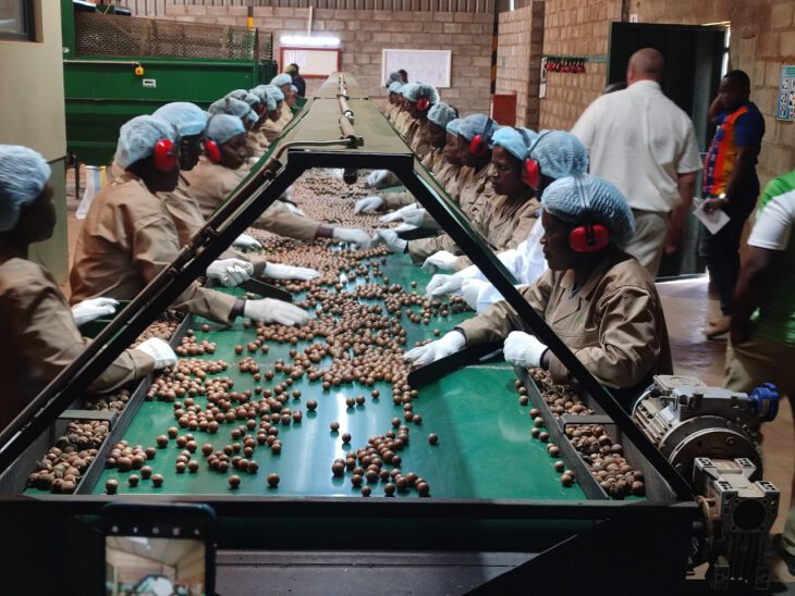 Malawi's Macadamia production projected to rise