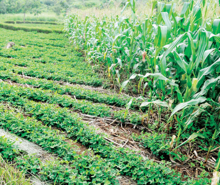 Malawi growth estimate among Africa’s lowest – The Times Group