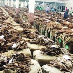 Tobacco revenue drops 17 percent – The Times Group