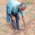 Informal maize exports start amid deficit