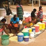 Maize prices start to rise after brief pause