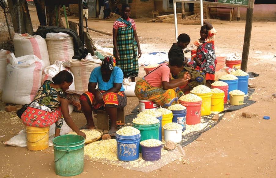 Maize prices start to rise after brief pause