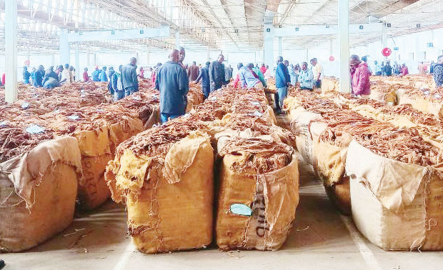 Malawi tobacco rakes in $245.6 million – The Times Group