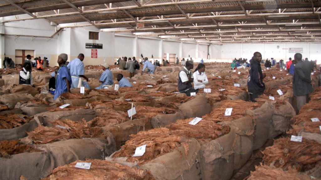 Tobacco earnings rise to K361bn in 9 weeks