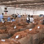 Tobacco earnings rise to K361bn in 9 weeks