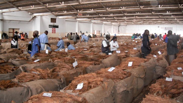 Tobacco earnings rise to K361bn in 9 weeks