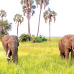 Lessons from the wild at Liwonde – The Times Group