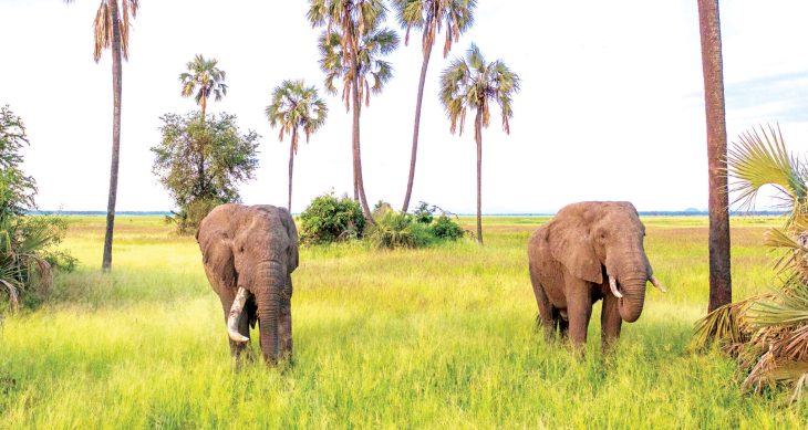Lessons from the wild at Liwonde – The Times Group