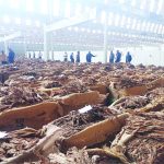 2025 tobacco season sluggish – The Times Group