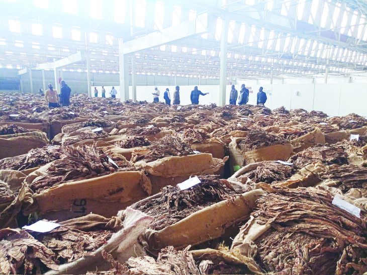 2025 tobacco season sluggish – The Times Group
