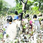Mixed feelings over cotton market start – The Times Group