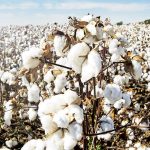 Cotton exports to surge 523.8% – The Times Group