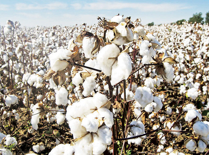 Cotton exports to surge 523.8% – The Times Group