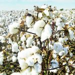 Malawi rakes in K7 billion from cotton sales – The Times Group