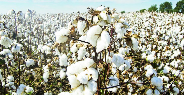 Malawi rakes in K7 billion from cotton sales – The Times Group