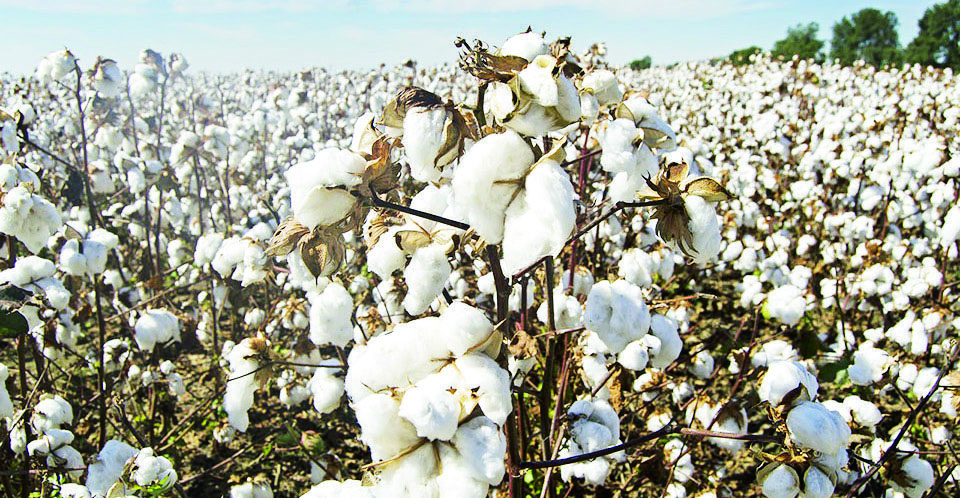 Malawi rakes in K7 billion from cotton sales – The Times Group