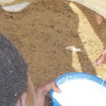 Milk price up 42%, farmers in mixed reaction