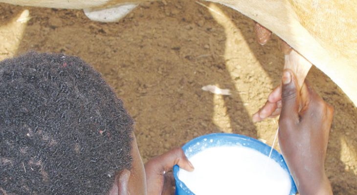 Milk price up 42%, farmers in mixed reaction