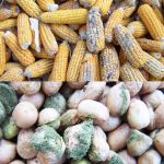Group unveils solution to aflatoxin challenge