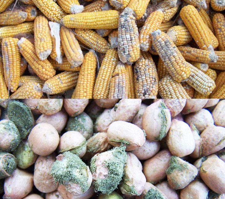 Group unveils solution to aflatoxin challenge