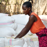Maize prices rise by 16% in August—Ifpri