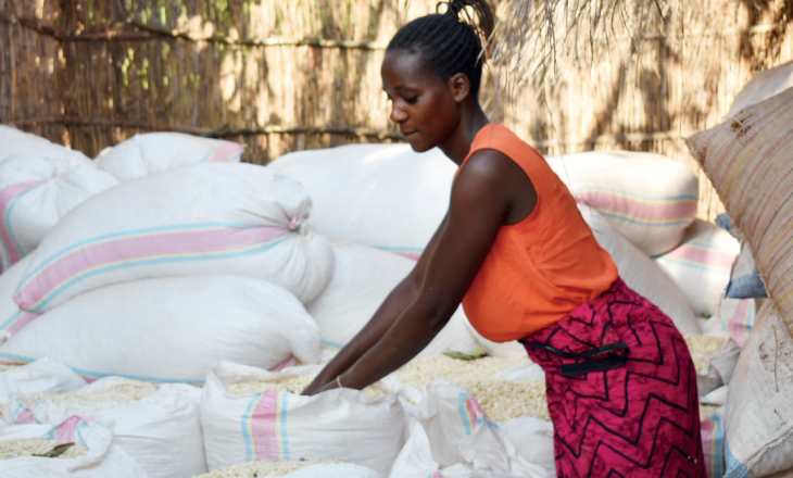 Maize prices rise by 16% in August—Ifpri