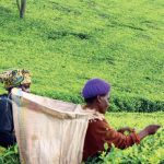 Tea output drops in Q2, but earnings rise—RBM