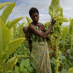 Tobacco season in mixed fortunes