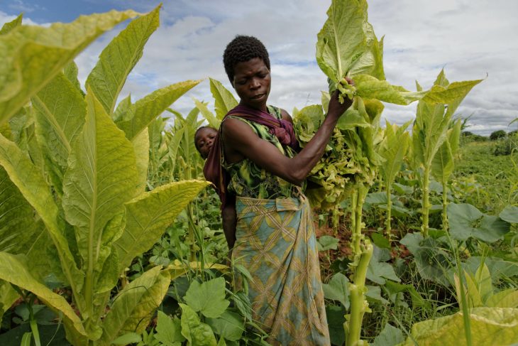 Tobacco season in mixed fortunes