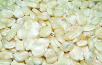 Maize prices surge 20.8% in September – The Times Group