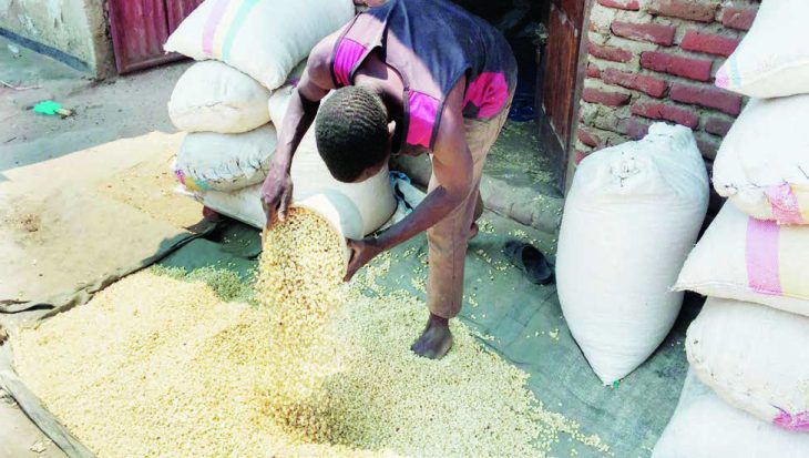 K1 trillion spent on maize in 5 years – The Times Group