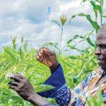  Ray of hope for  legumes exports