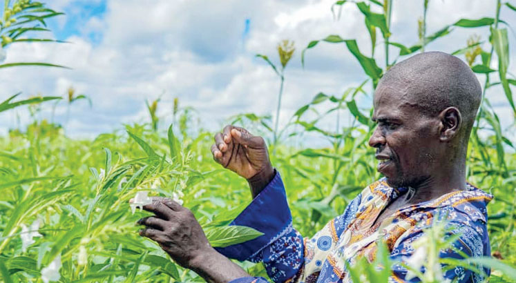 Ray of hope for legumes exports