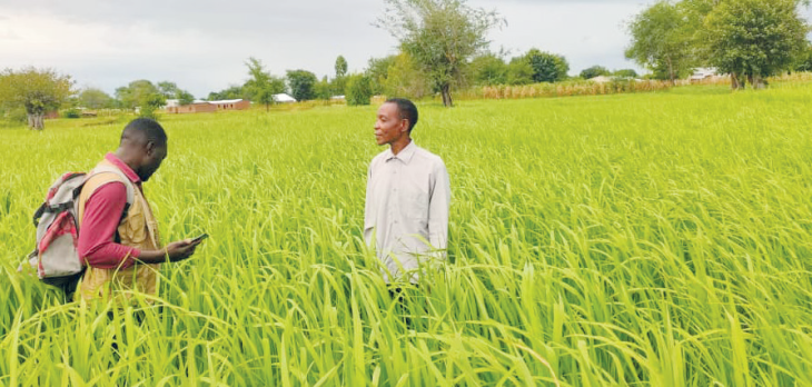 Global commodity prices decline worries farmers