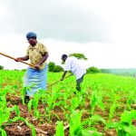 Maize seed in low supply – The Times Group