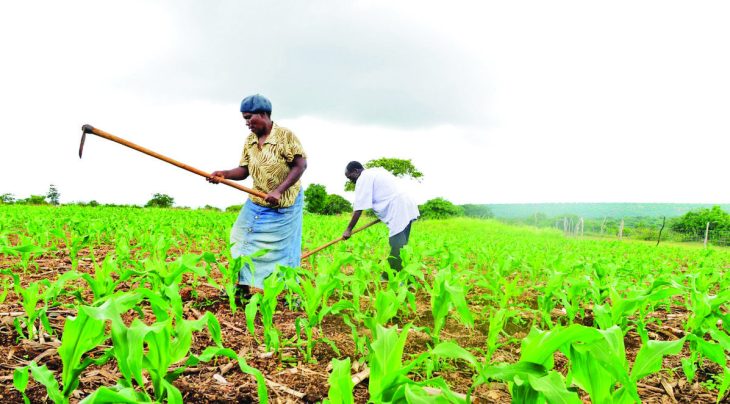 Maize seed in low supply – The Times Group
