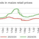 Pressure on maize declines - Nation Online