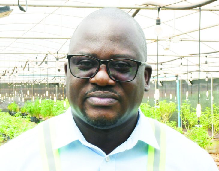 Forex woes hit cannabis trade – The Times Group