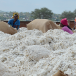 Illovo moves to expand cotton production