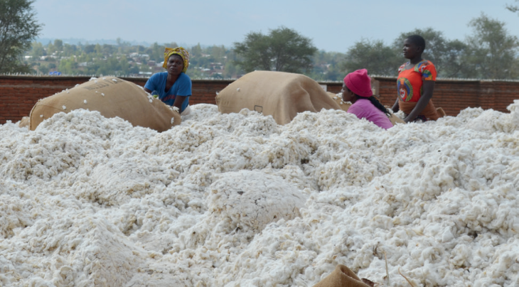 Illovo moves to expand cotton production