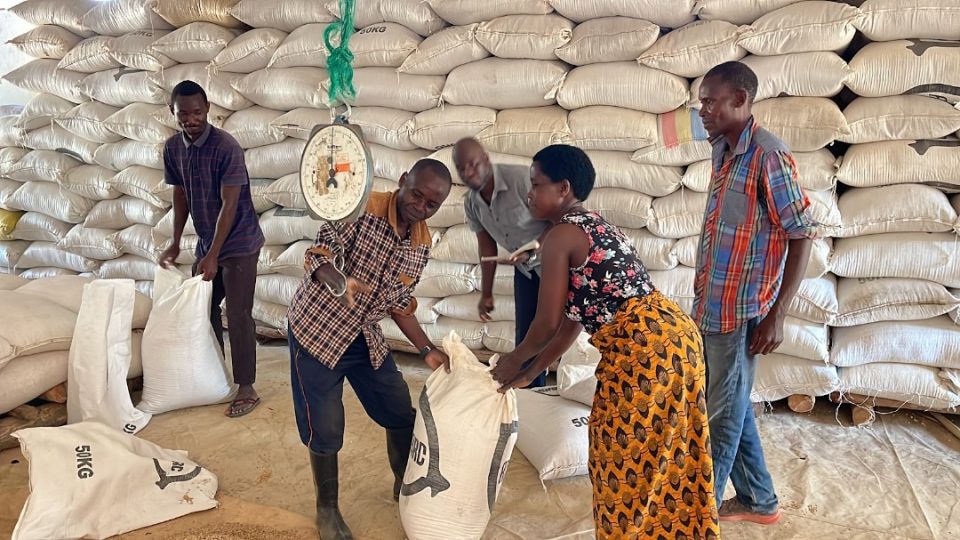 In 100 days, Admarc claims has stabilised maize prices