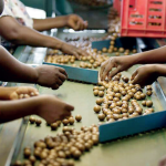 Malawi’s produce exports continue to stagnate—Mitc