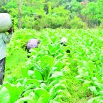 Tobacco demand drops by 20m kg – The Times Group