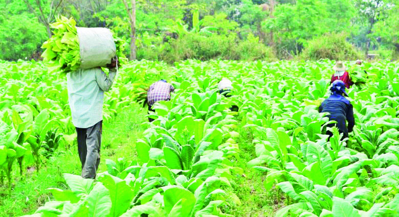 Tobacco demand drops by 20m kg – The Times Group