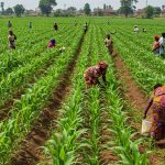Study warns agriculture spending undermines long-term resilience