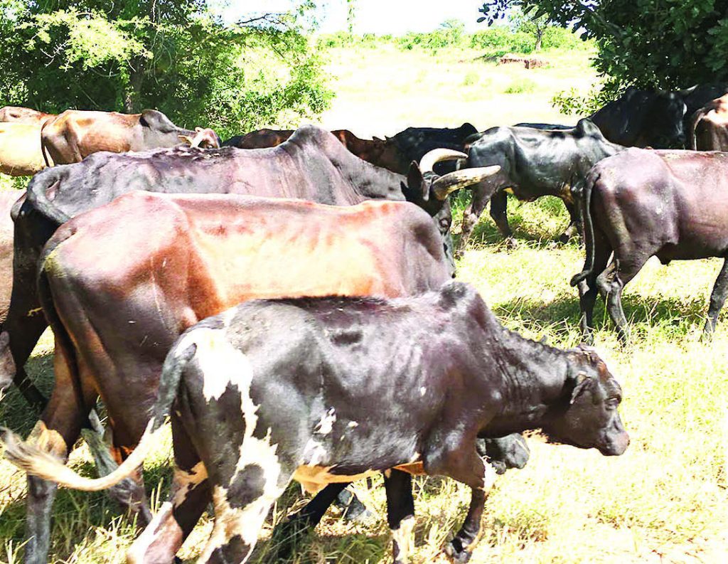 Malawi livestock census reveals uneven growth – The Times Group