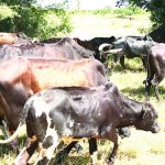 Malawi livestock census reveals uneven growth – The Times Group